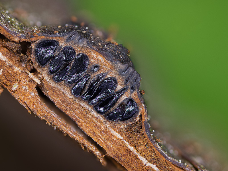 Pseudovalsaria ferruginea